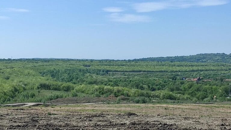 Šumski zasadi na odlagalištu Kopa „Drmno” preživeli leto