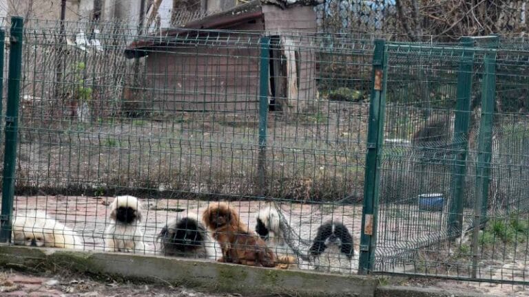 MUP: Presečen lanac međunarodnih krijumčarskih kanala trgovine kućnim ljubimcima