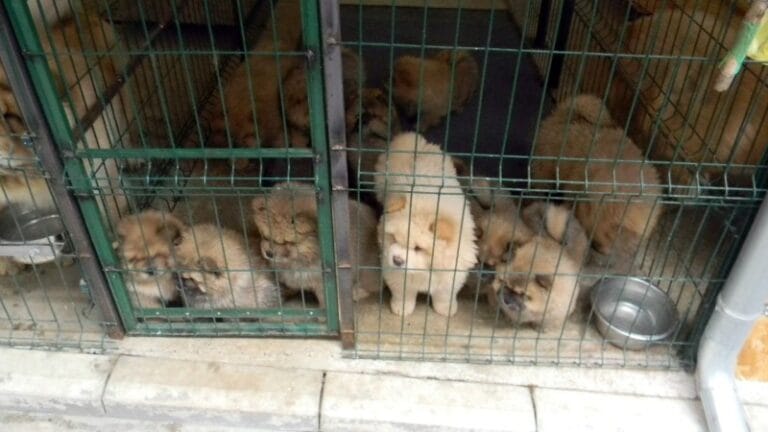 Žagubičanin osumnjičen da je neovlašćeno odgajao i prodavao pse