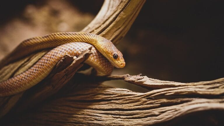 Predavanje o zmijama u Smederevu