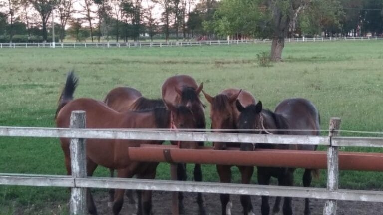 Škola jahanja – ponos Ergele Ljubičevo i nada za opstanak konjičkog sporta