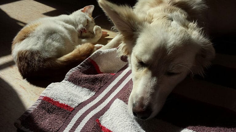 Grad Požarevac čeka Ustavni sud da bi izmenio odluku o kućnim ljubimcima