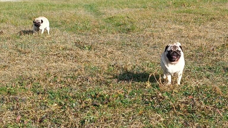 Ustavni sud uzima u razmatranje delove Odluke o držanju životinja