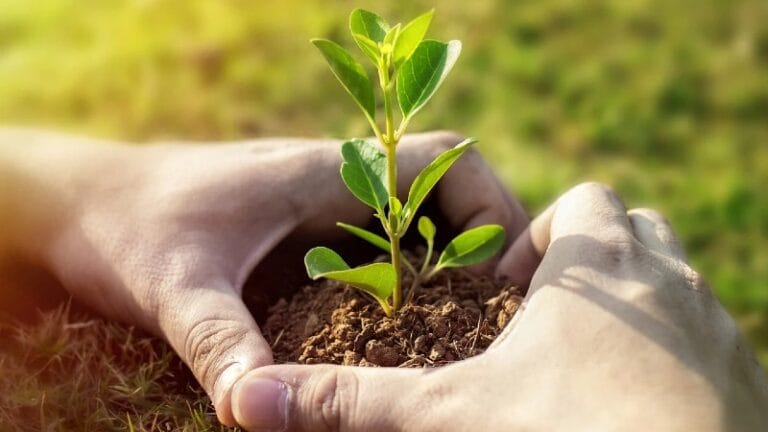 Pošumljavanje u nekoliko opština