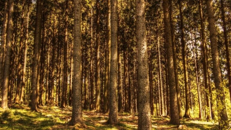 Dodeljeni ugovori za unapređenje šumarstva