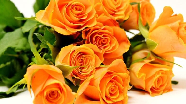 Osmomartovska prodaja u Gradskom parku