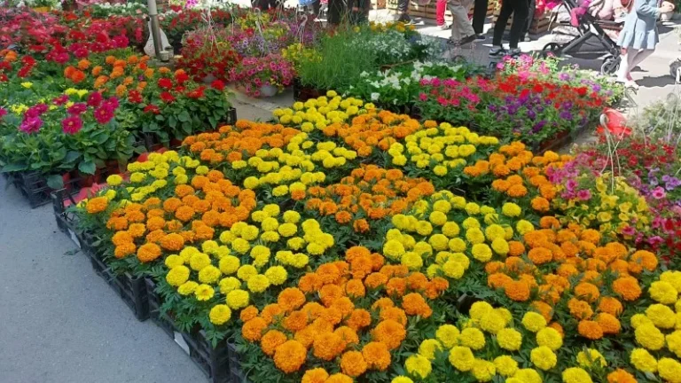 Festival cveća u Petrovcu na Mlavi