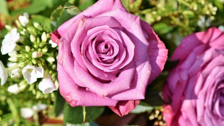 Sajam cveća za vikend