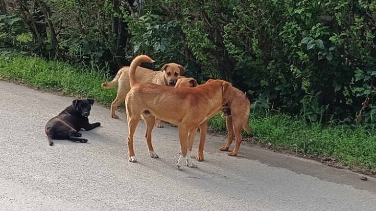 SSP: Ko je nadležan za zbrinjavanje pasa lutalica iz seoskih sredina