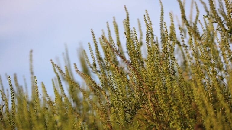 Još uvek visoka koncentracija polena ambrozije