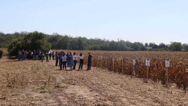 Obeležen Dan polja hibrida kukuruza