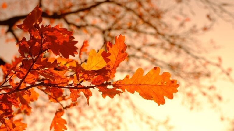 RHMZ: Temperatura i do 20 stepeni