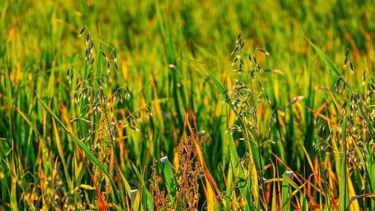 Raspisana javna nabavka za održavanje zelenih površina