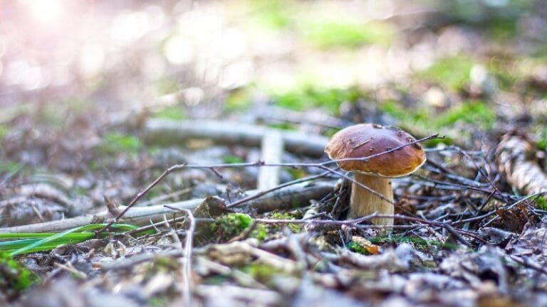 „Dani gljiva i bilja“ u Krepoljinu