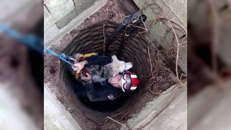 Vatrogasci spasili štene iz bunara u Topolovniku