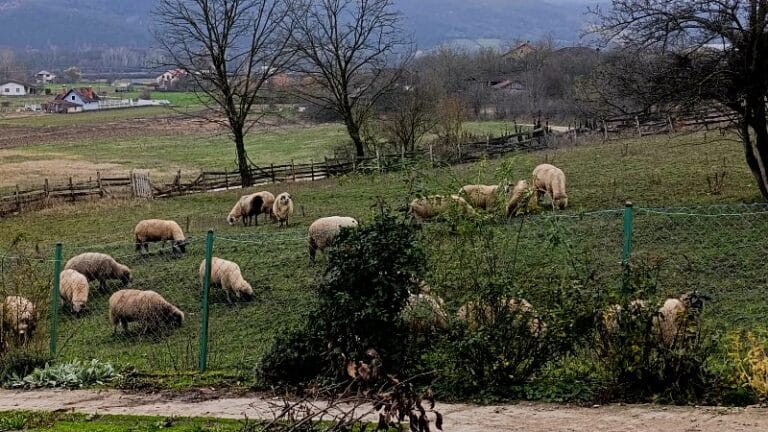Kučevo promoviše lokalne proizvode i daje podršku gazdinstvima