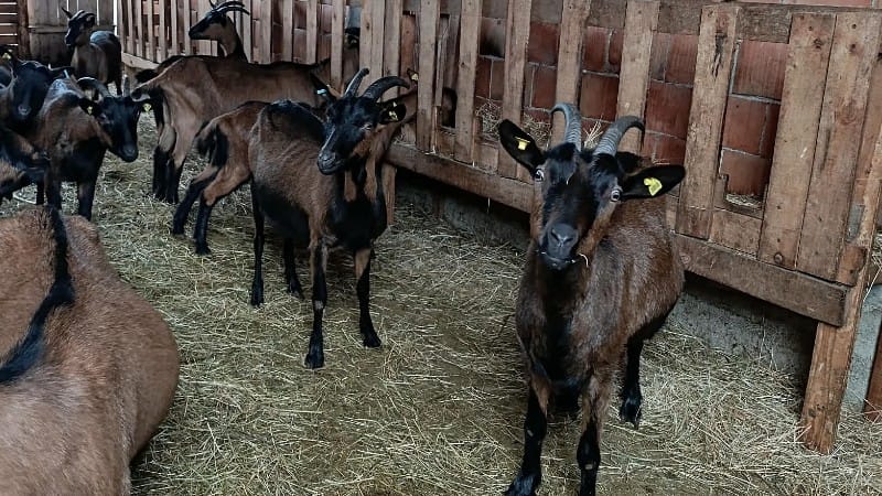Kučevo promoviše lokalne proizvode i daje podršku gazdinstvima 1 Pauljeskovic 4