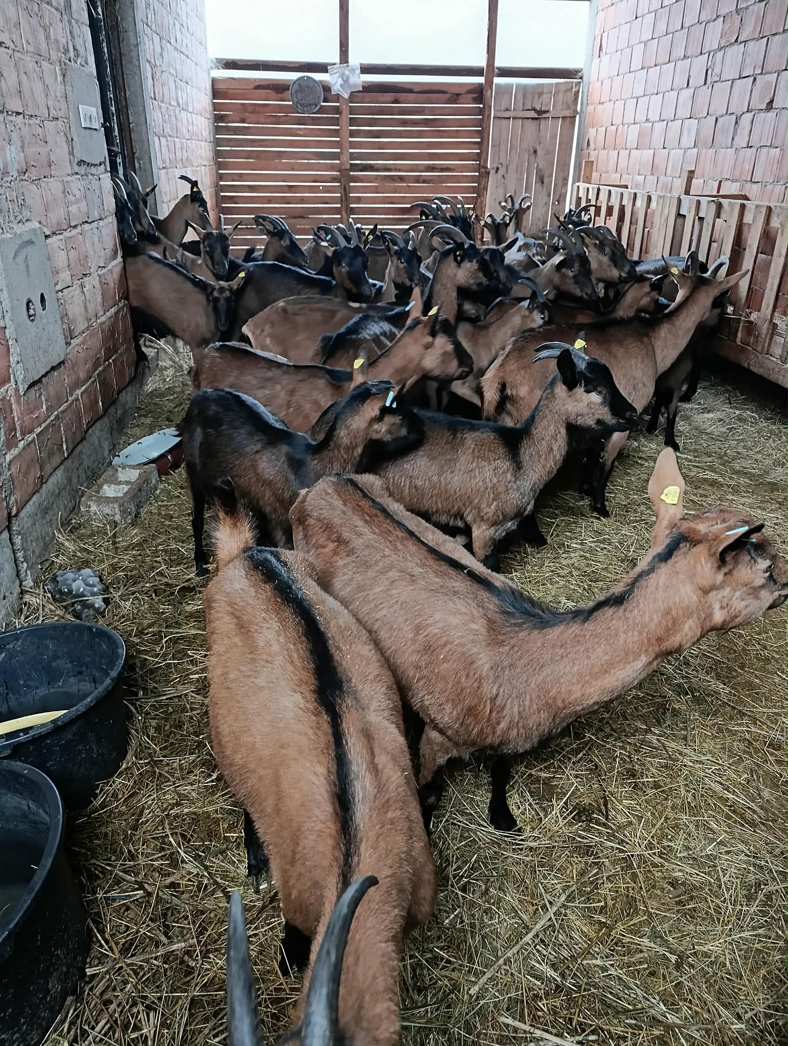 Kučevo promoviše lokalne proizvode i daje podršku gazdinstvima 2 Pauljeskovic 6