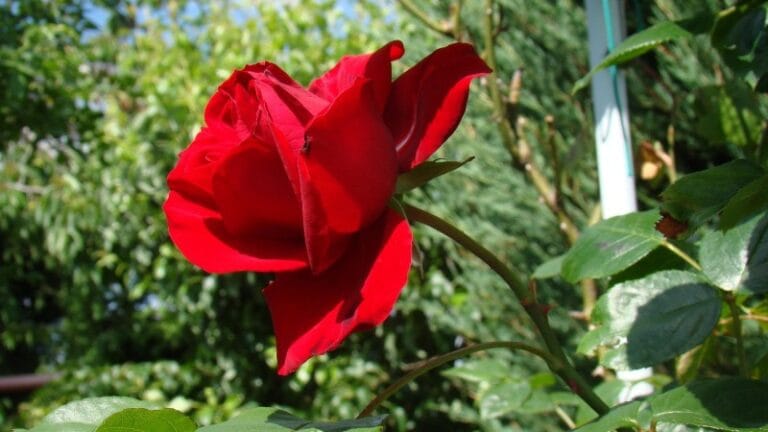 Opština dodeljuje građanima sadni materijal za ozelenjavanje dvorišta