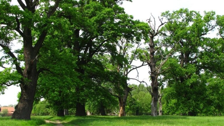 Šalinački lug proglašen Spomenikom prirode