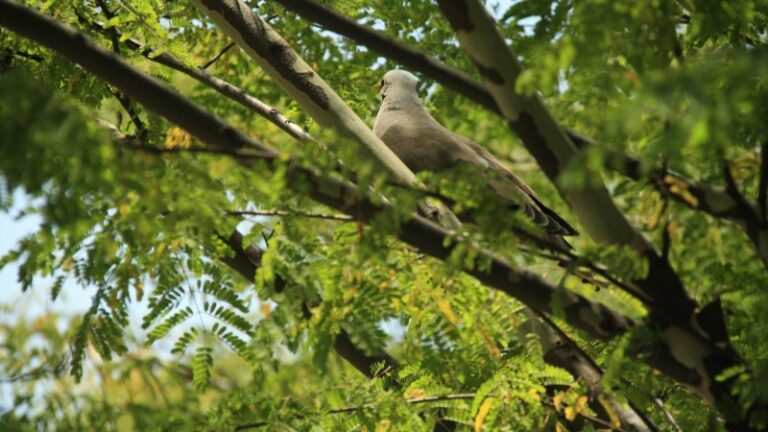 Jasnije definisanje trajanja lovne sezone na zaštićene vrste