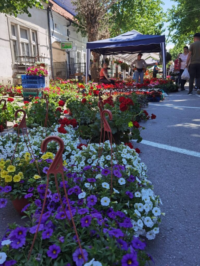 Više od 80 izlagača na Festivalu cveća u Petrovcu na Mlavi