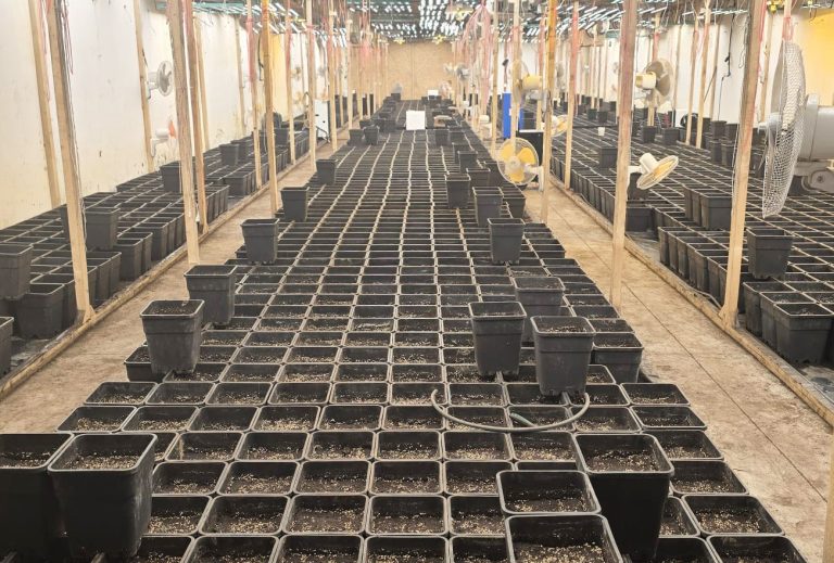 Laboratorija droge kod Smedereva, zaplenjeno pola tone marihuane (FOTO)